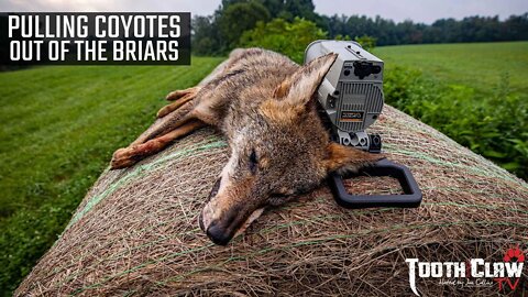 Pulling Coyotes Out Of The Briars - Coyote Hunting