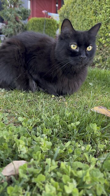 Kiwi enjoying himself outside