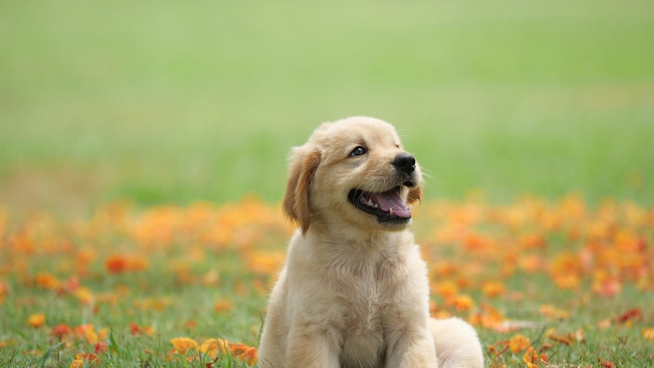 30 Minutes of the World's CUTEST Puppies!