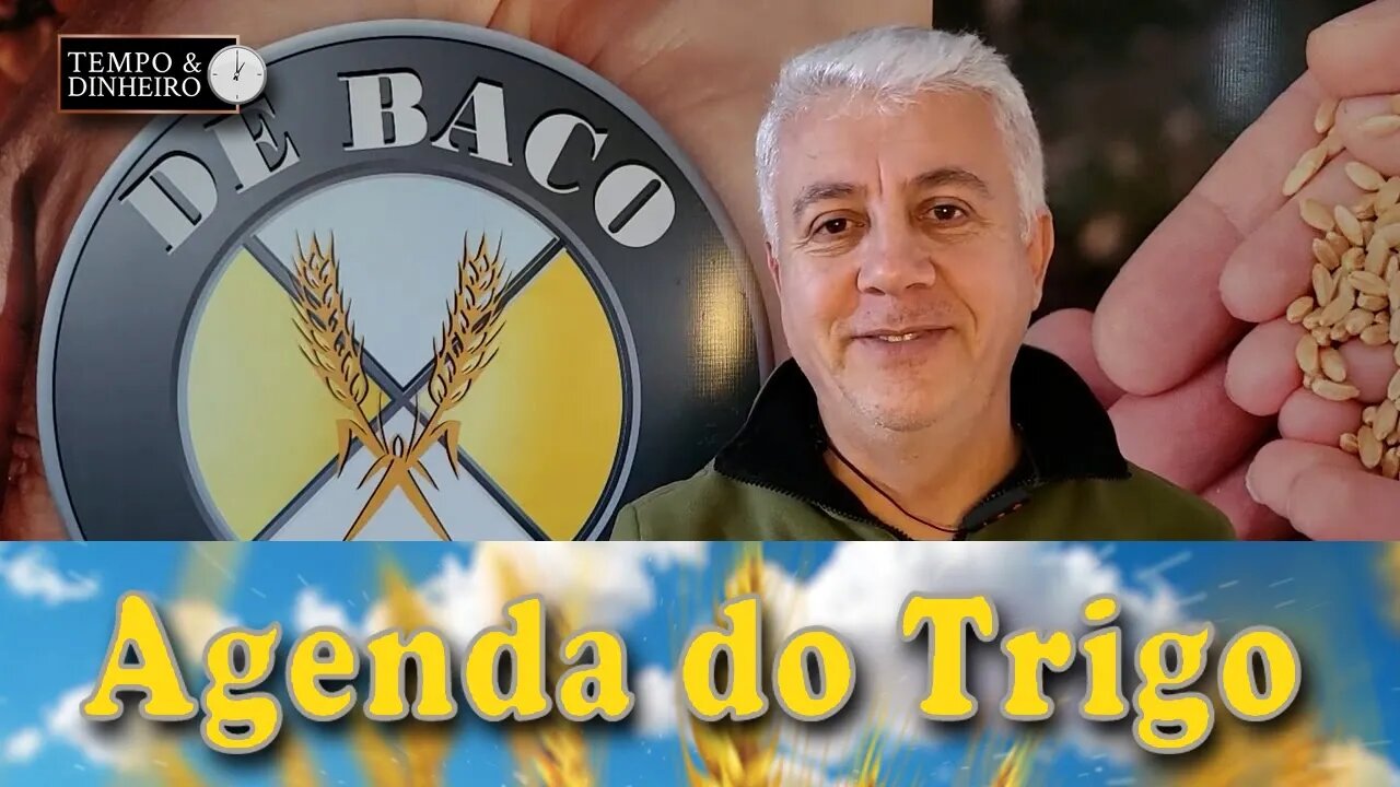 Os locais preços do trigo sofrem queda, acompanhando o câmbio e as cotações internacionais.