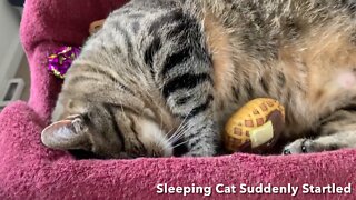 Sleeping Cat Suddenly Startled