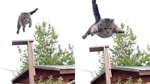 cat beautifully flies to eat )