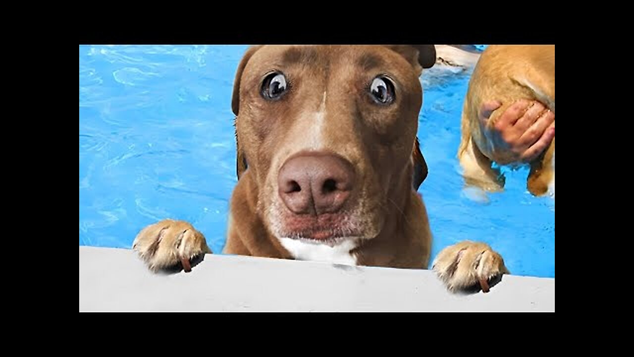 Funniest Animals Video - Funny Dogs And Cats - Try Not To Laugh Animals 2022