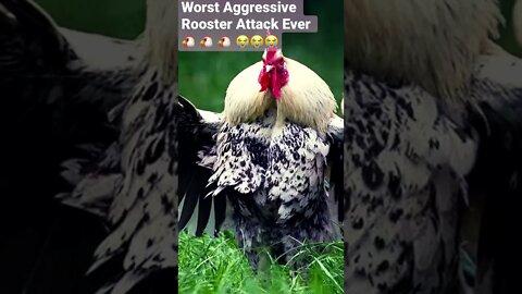 Worst Aggressive Rooster Attack Ever 🐔 🐔 🐔 😭😭😭