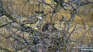 Rodger's Place GHOs-Male Flies In 🦉 3/28/22