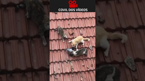 é por isso que toda tem barulho no telhado