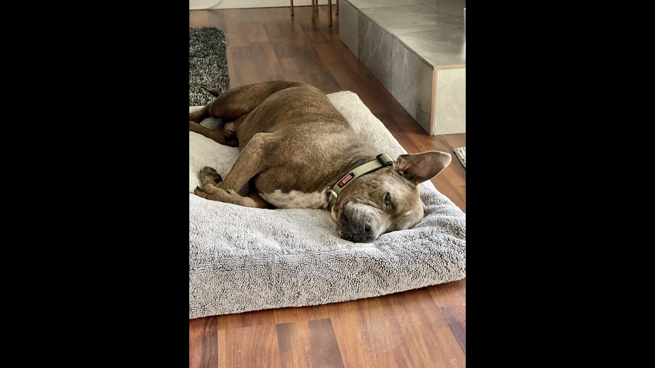 Pet of the week: Buddy
