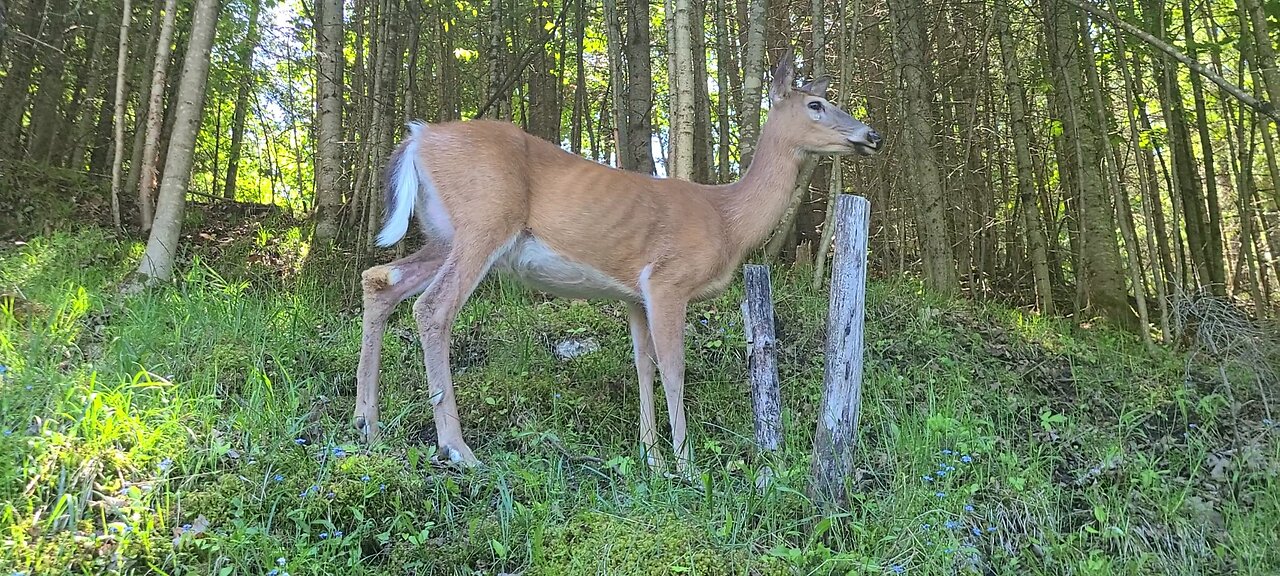 Mother deer comes without fawn