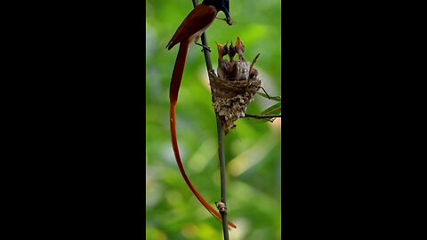 Birds in Action
