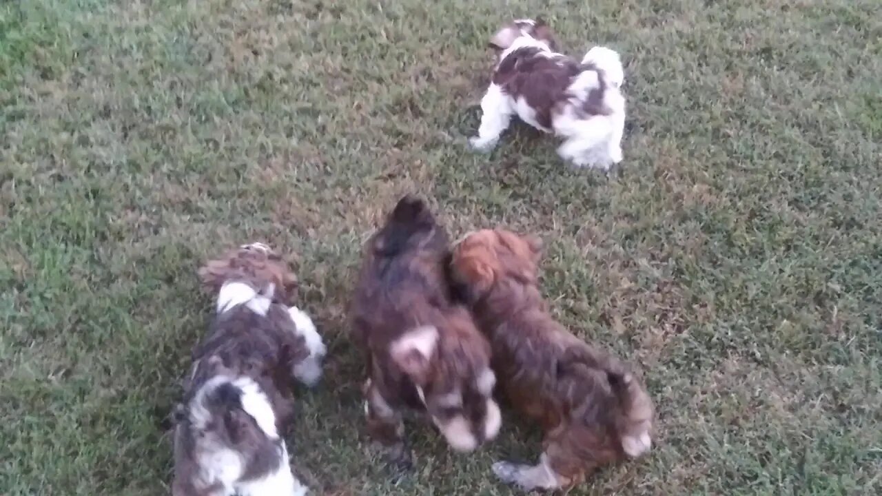 Puppies!!! September 8. 2019(1)