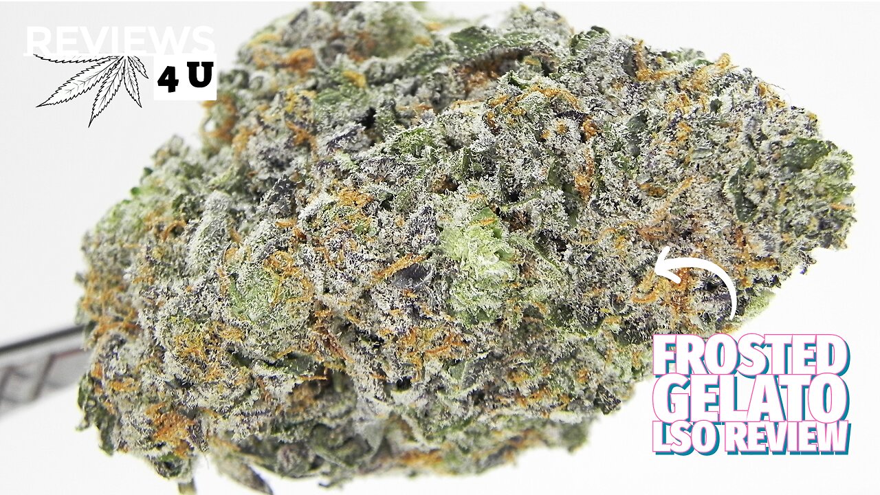 FROSTED GELATO LSO STRAIN REVIEW | THC REVIEWS 4 U