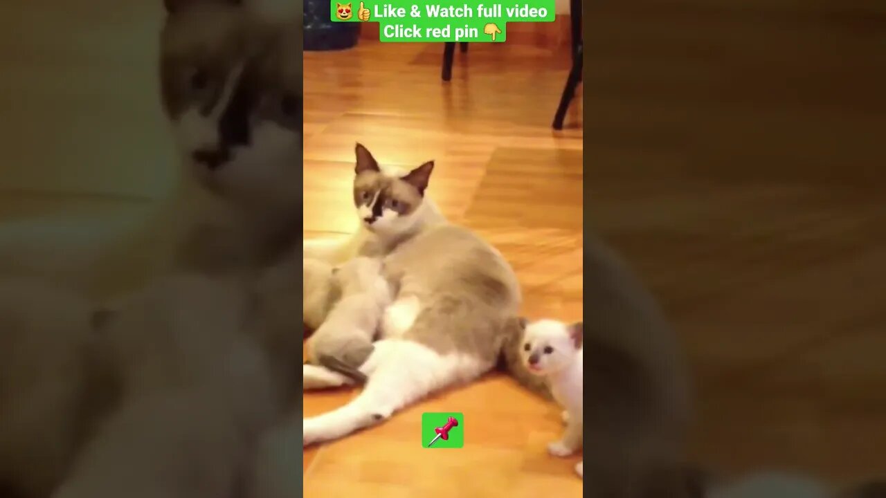 cute cat videos 😹funny videos 😂1384😻#shorts #catvideos #funnycatsvideos #cat #funny_cat #cutecat