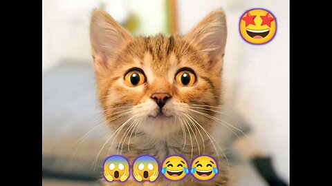 Cats Playing 😱🤯 funny cats 😂😹 Hell cat