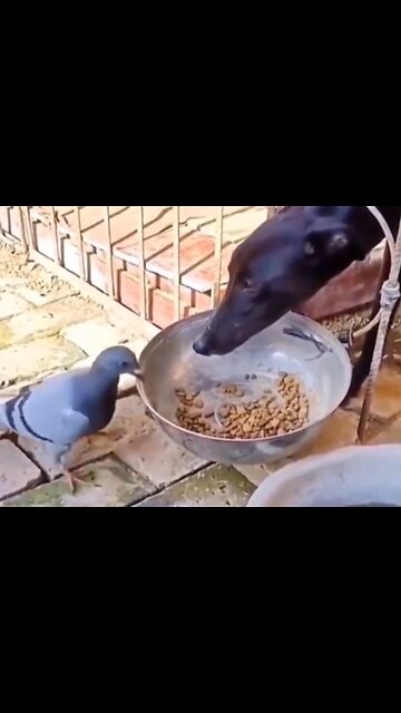 Hilarious Dog and Cat Reactions That Will Make Your Day