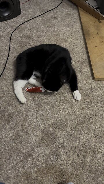 New catnip toy