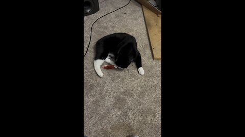 New catnip toy