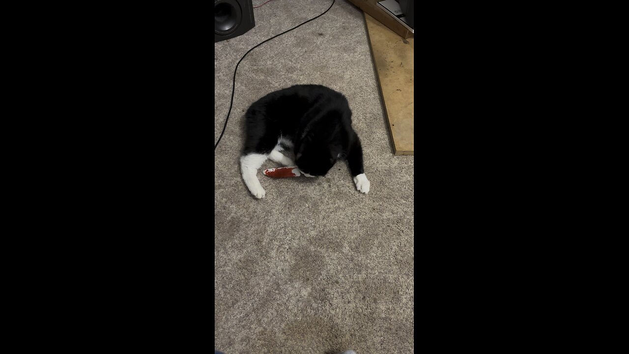 New catnip toy