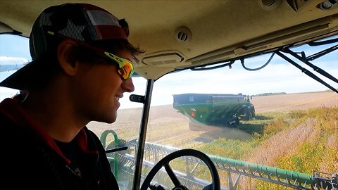 Harvesting Grass Green Beans At 9%?? #6