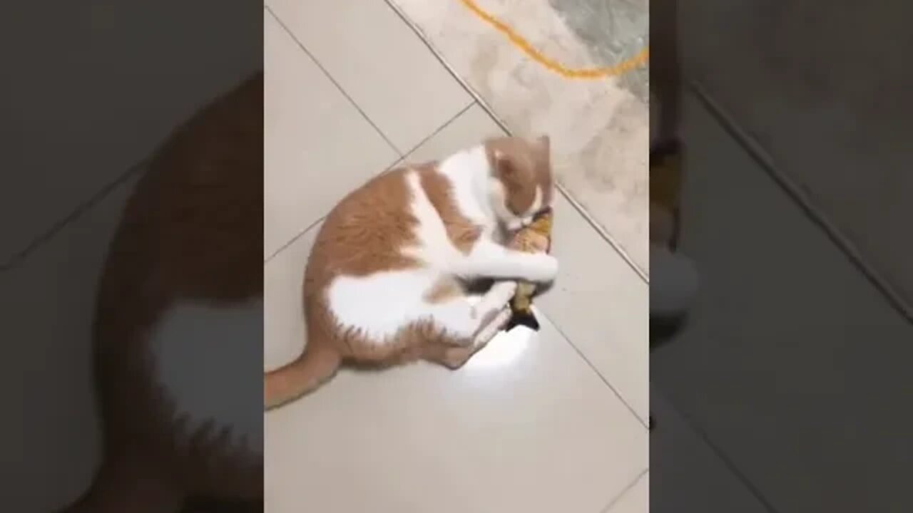 funny cat videos cute cat video funny cats and dogs
