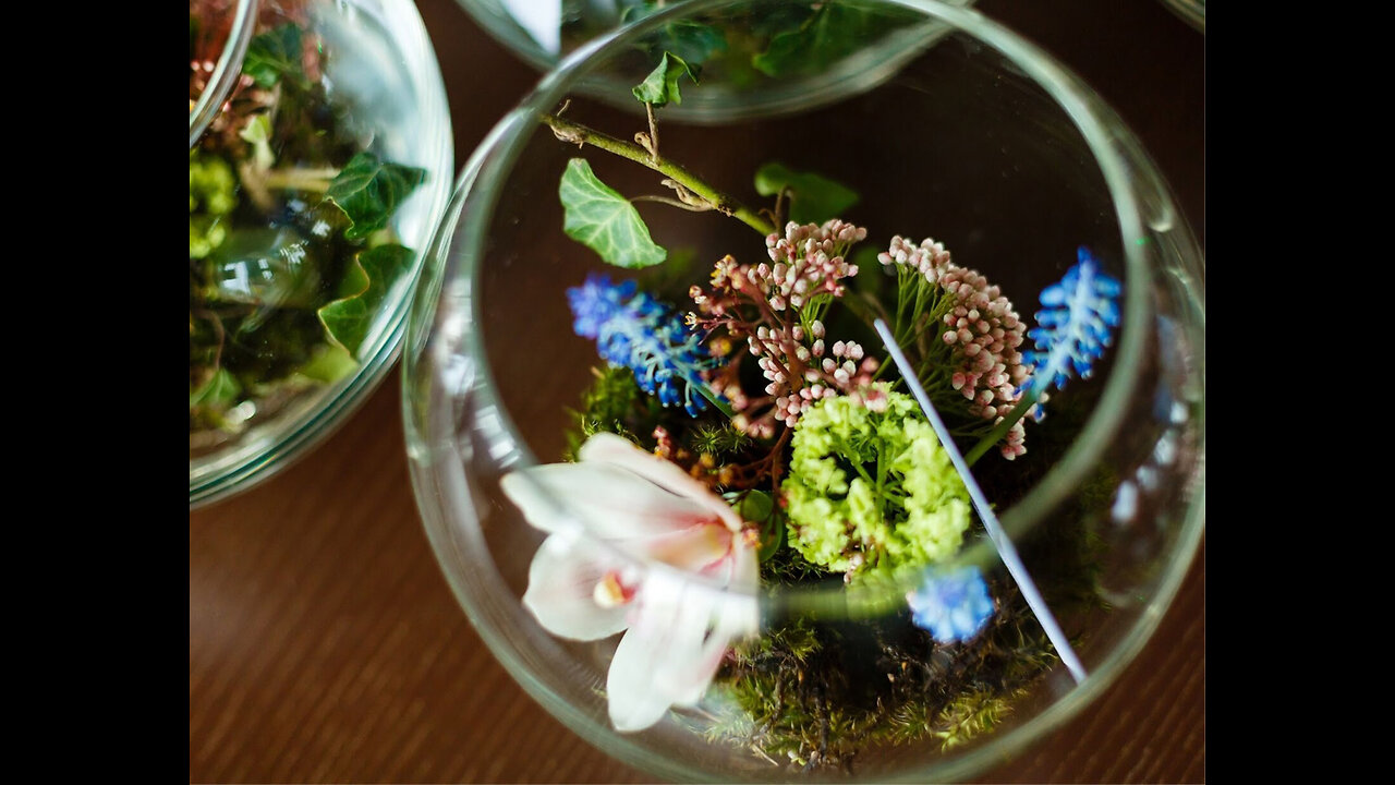 Planting a Jewel Orchid Terrarium!