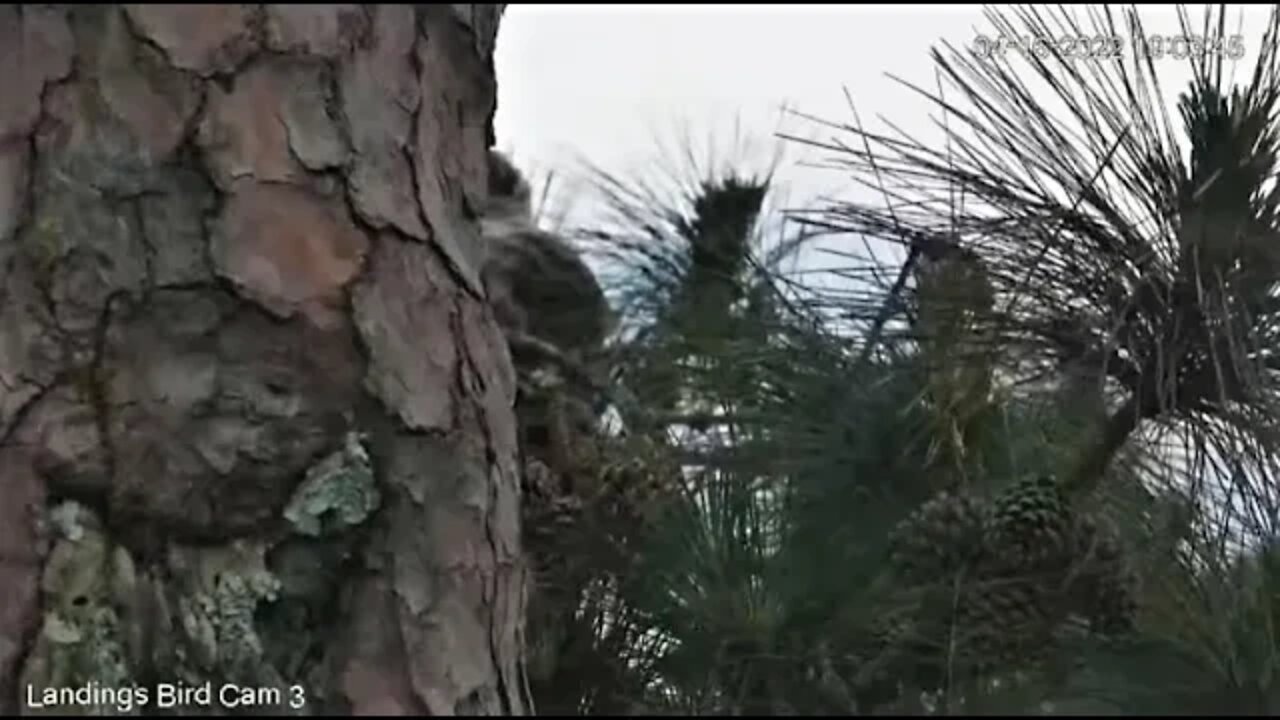 The Owlet Goes Back Up The Tree 🦉 4/16/22 18:58