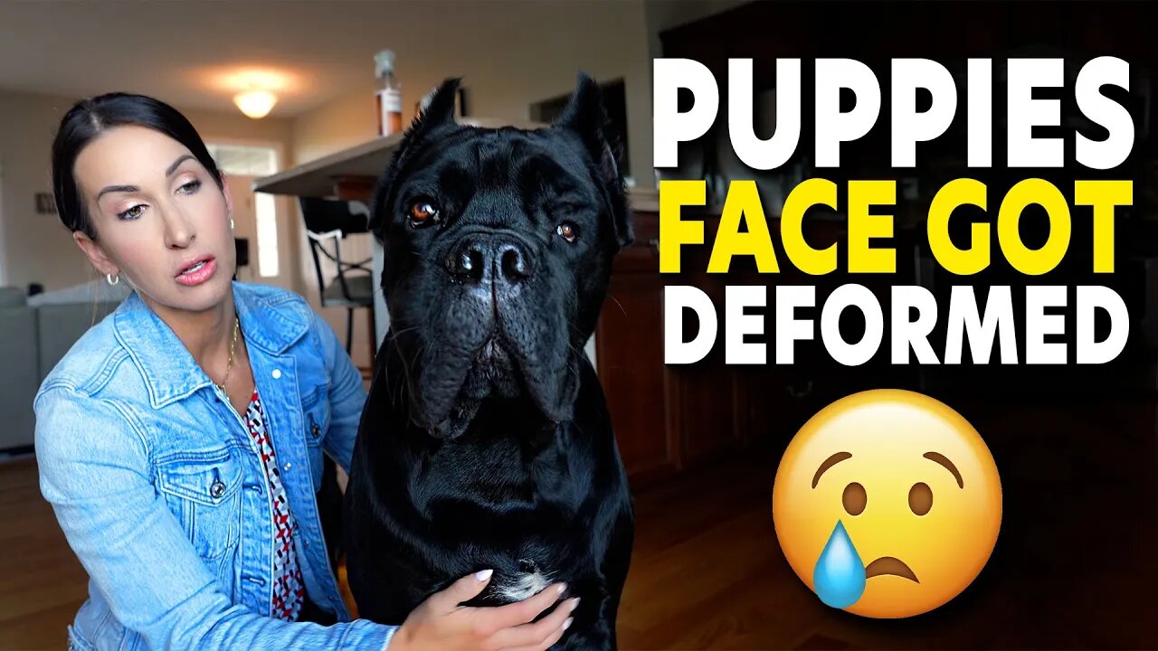 Puppies Face Got DEFORMED - Injured #pets #viral