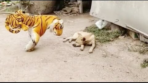 funny dog fights with a tiger and a dog