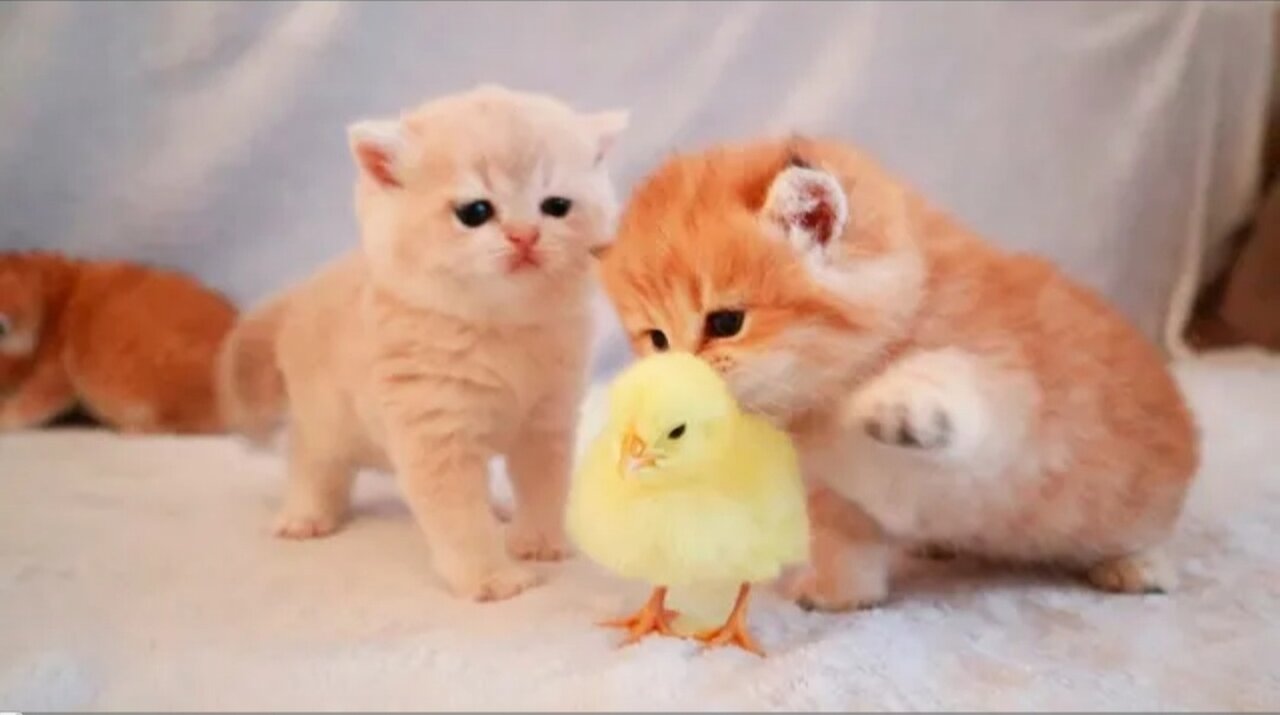 Kittens walk with a tiny chicken