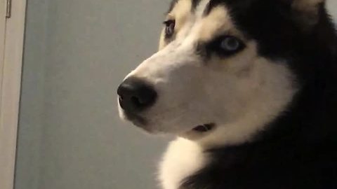 Husky literally cries tears when owner leaves home