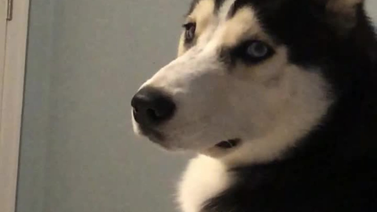 Husky literally cries tears when owner leaves home