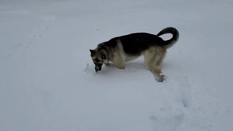 Dave enjoying first snow of the season