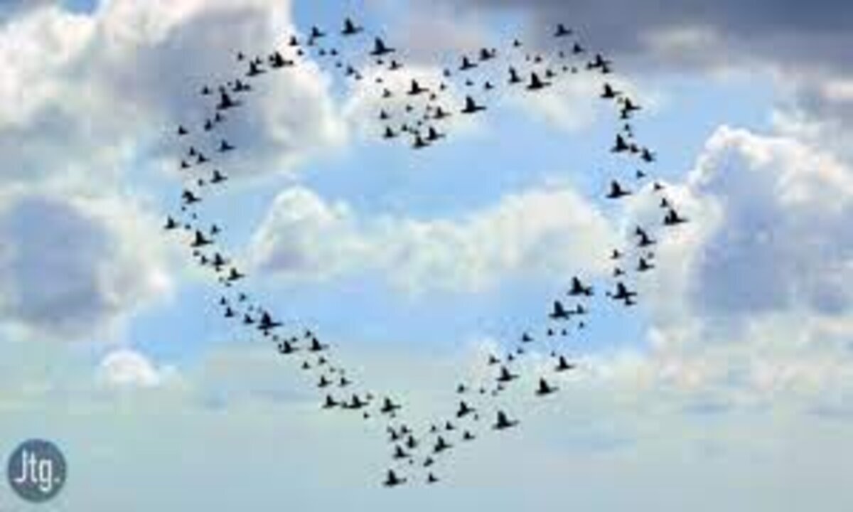 Birds make hearts in the sky | Mesmerizing Flight Formations Revealed | Animal Vised