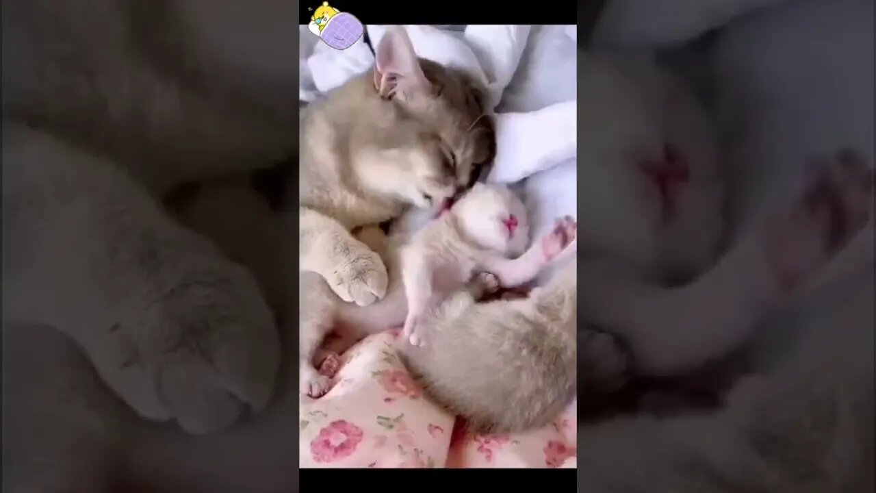 funny cat videos | cute cat videos| cute animals funny cats #shorts #shortsfunny #cutecat #funnycat