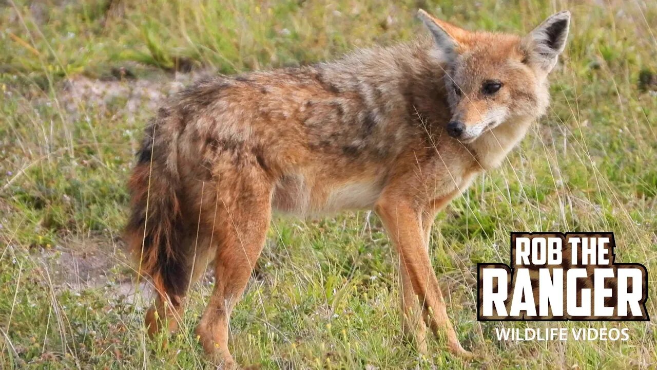 African Golden Wolf In Amboseli | Zebra Plains Safari