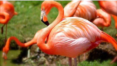 Amazing Nature and Wildlife Videos, Beautiful Birds & Animals. Relaxing Nature Sounds