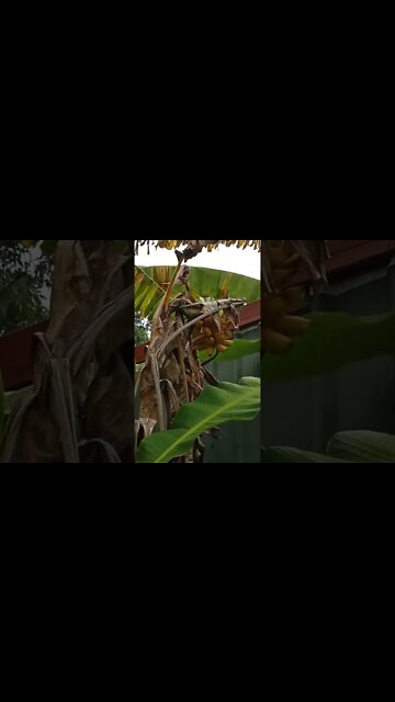 Bananas 3rd March 2022