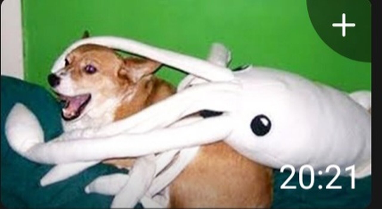 Best of 2023=top funny pet video-try not to laugh