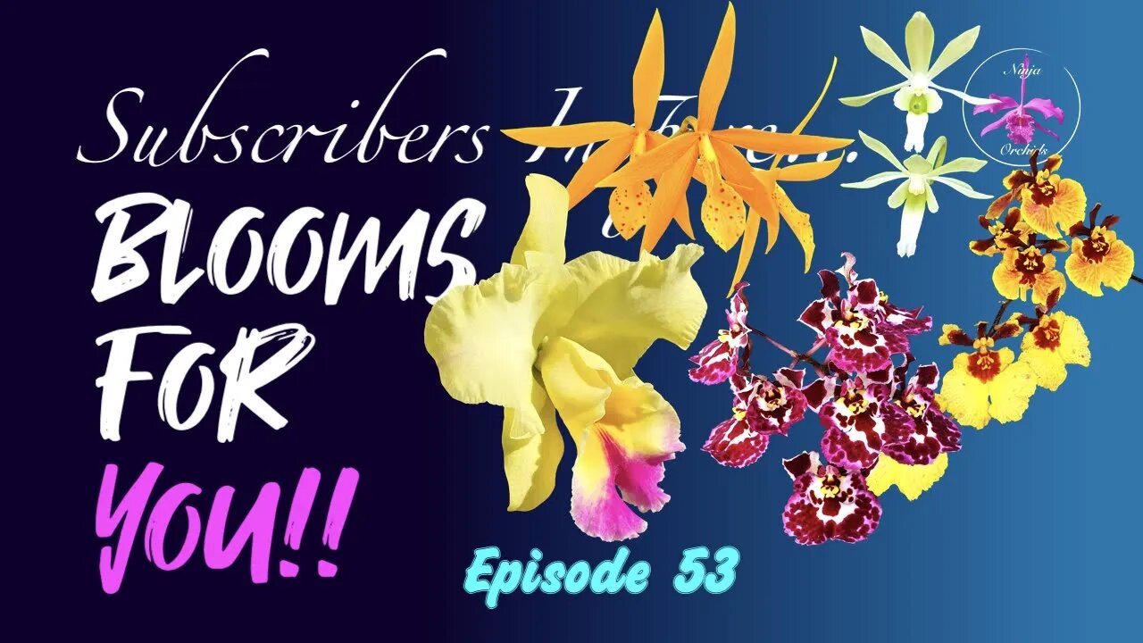 SUBSCRIBERS INSPIRE| You color my life | Blooms for YOU! Episode 53 🌸🌺🌼💐#Orchids #OrchidsinBloom