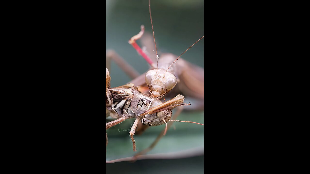 Animals