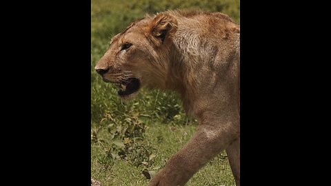 Kenya's Beautiful wildlife sceneries 2024!