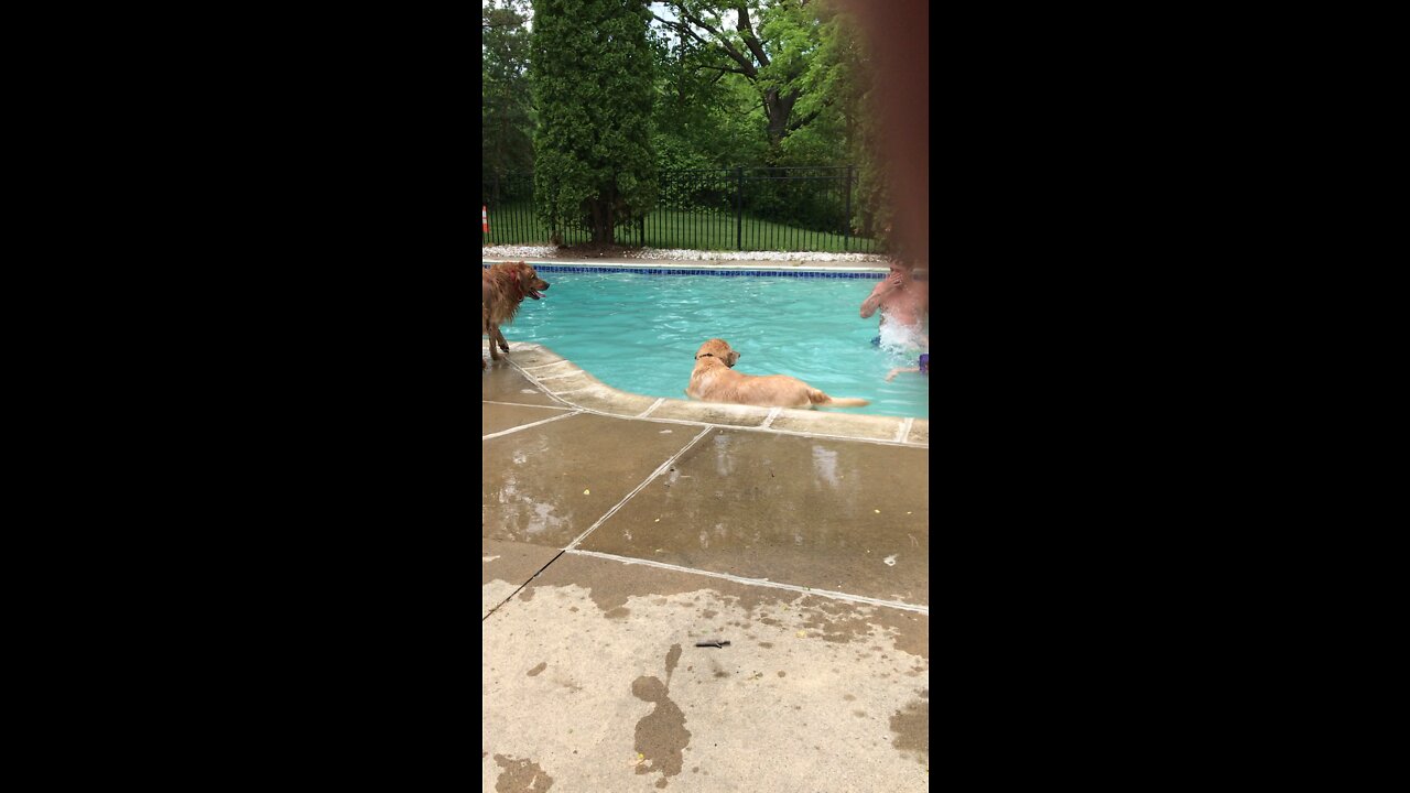 Golden retriever jumps in pool for ball