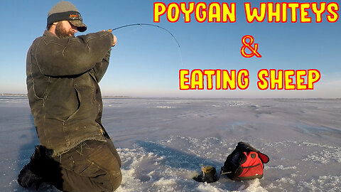 Poygan Whiteys & Eating Sheep