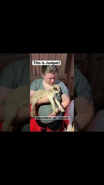 Newborn goat kid! She’s too cute! #shorts