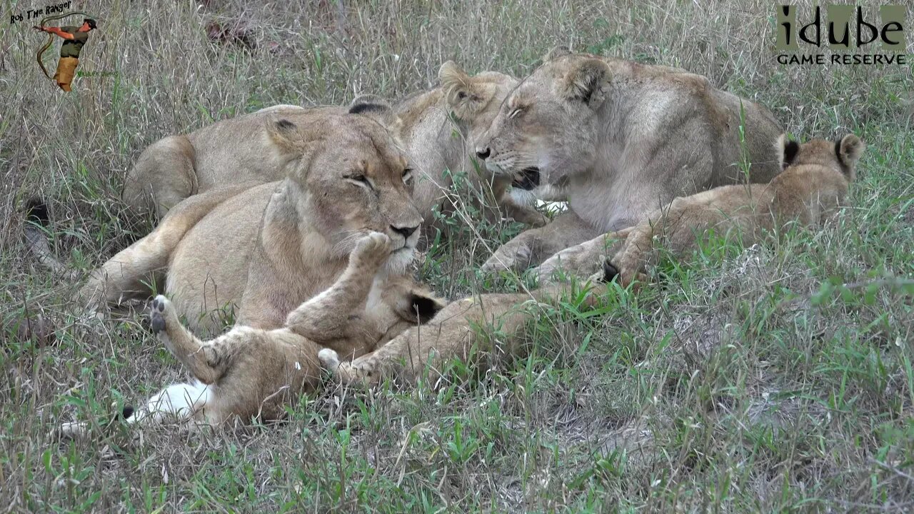 Daughters Of The Mapogo Lions - Rebuilding The Othawa Pride - 91: Waterbuck For Dinner