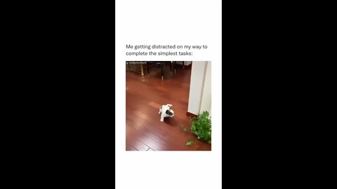 Puppy Gets Destracted