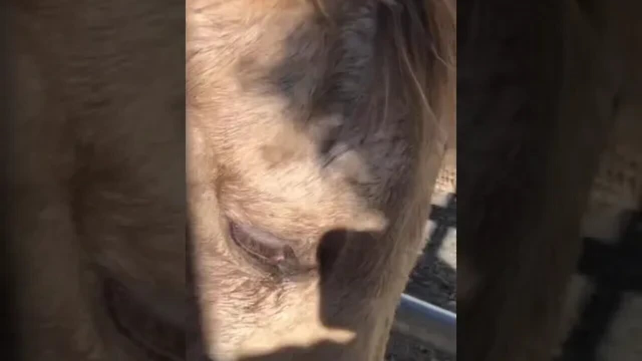 Remove tick from horse’s eyelid