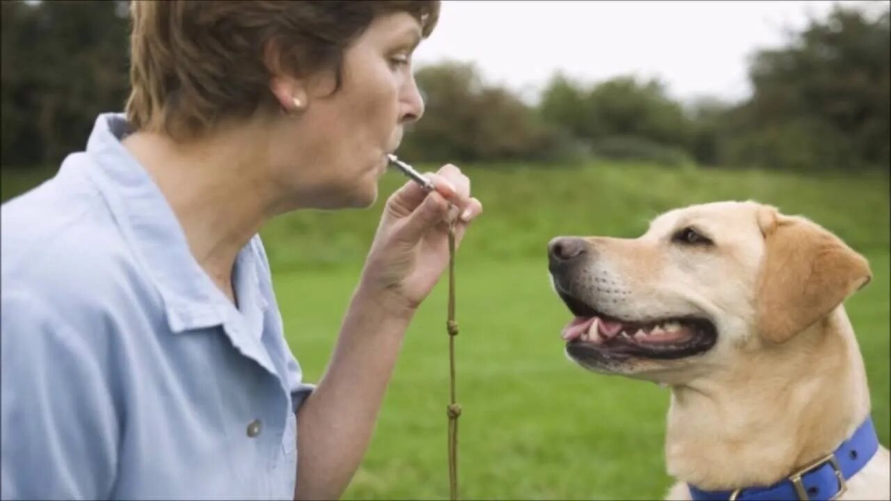 Dog Whistle For Black People: Mass Sh00ting vs. Sh00ting