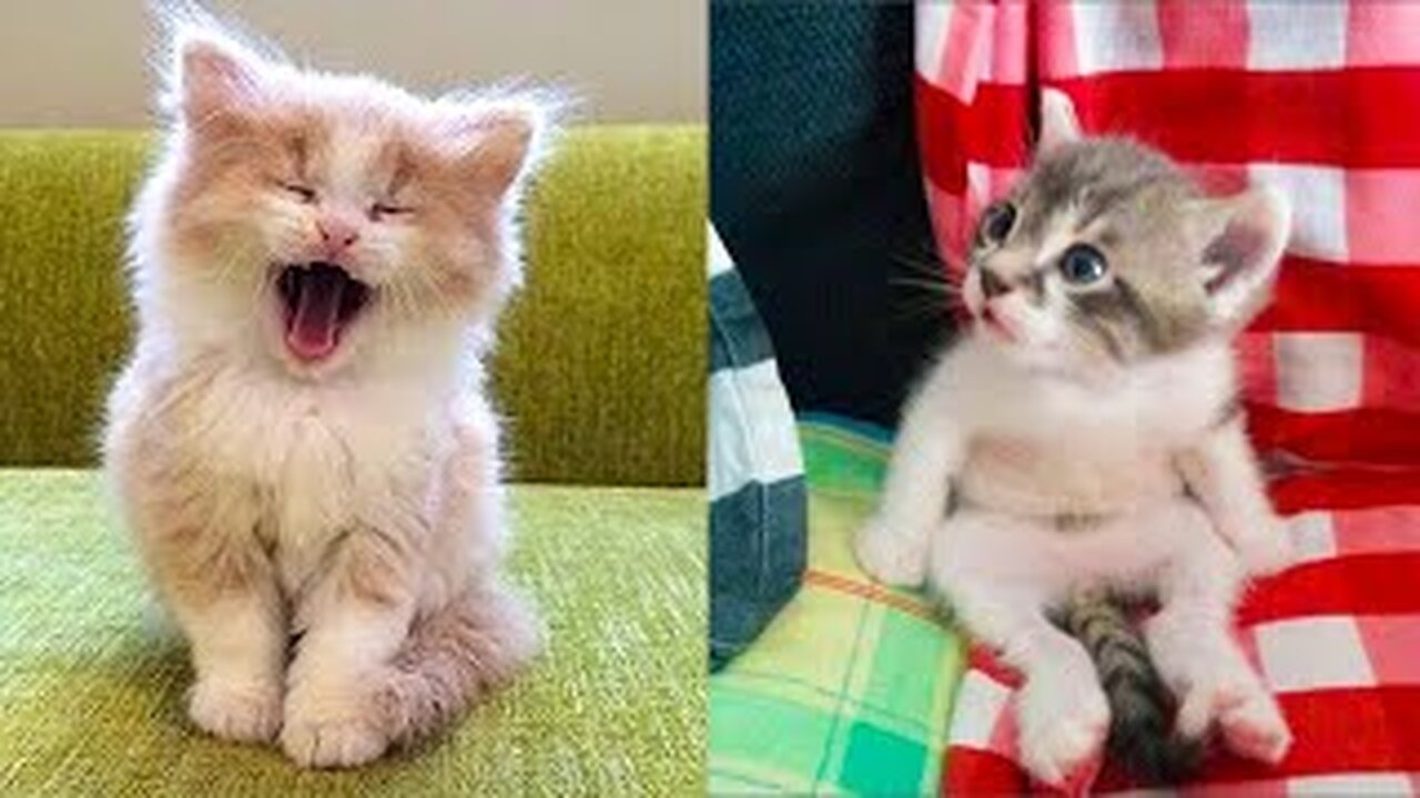 💘 - funny cats meow baby cute compilation