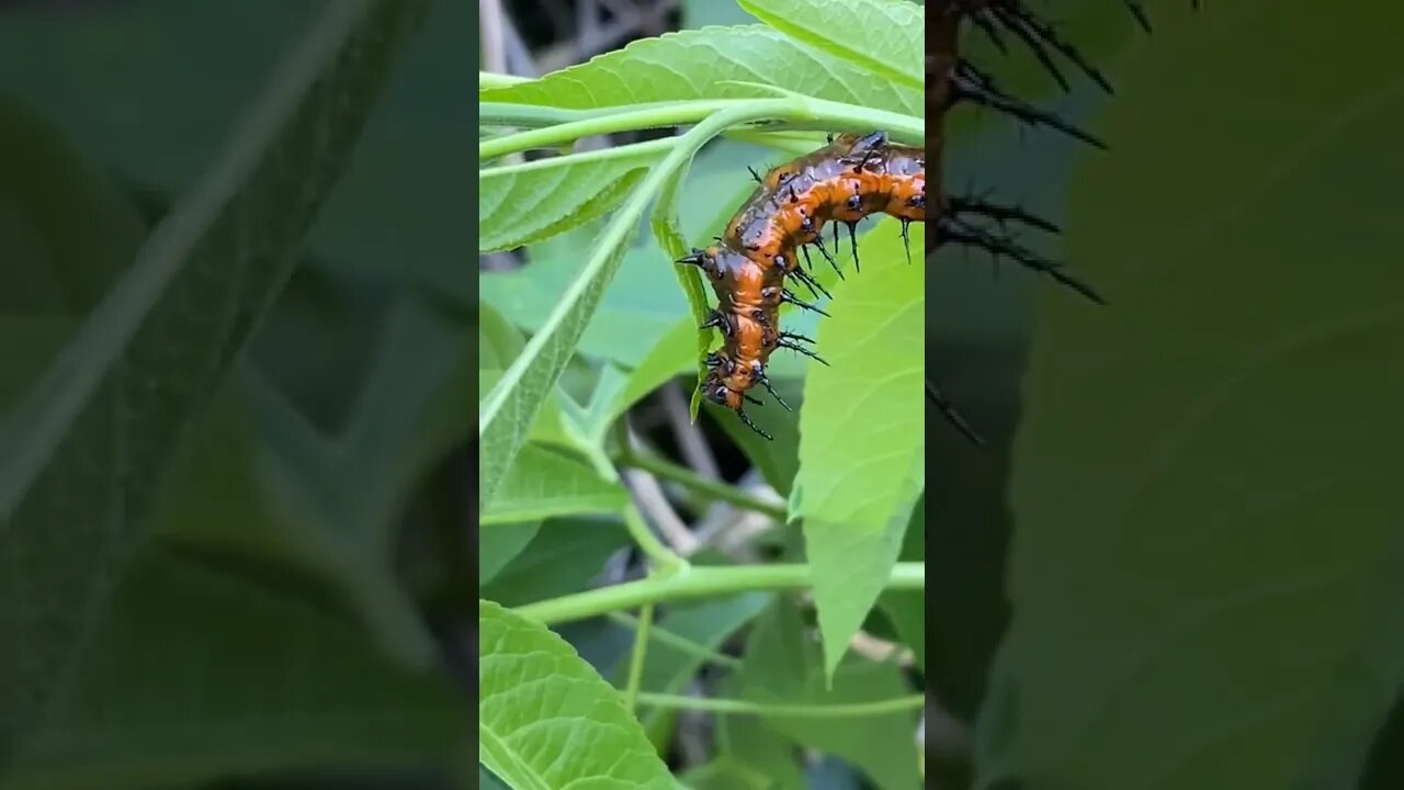 Gulf Fritillary Caterpillar eating Passion Vine up close.