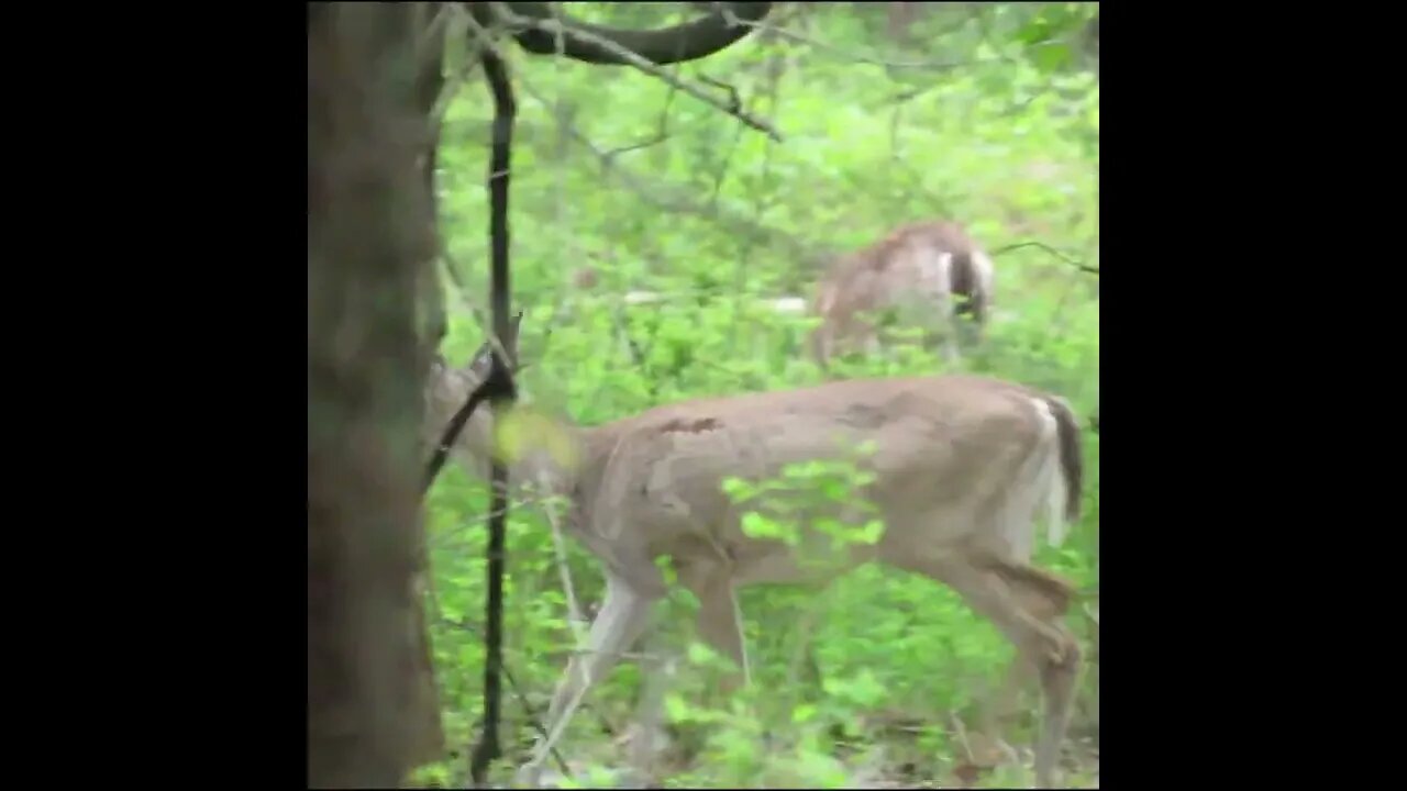 deer in the Woods